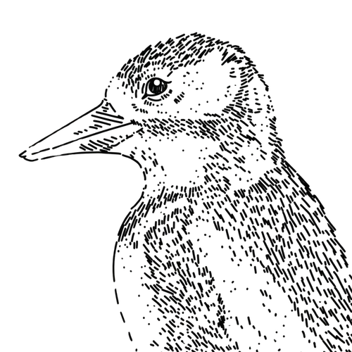 Ilustracja Precyzyjny Dzięcioł