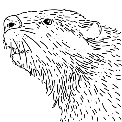 Ilustracja Szlachetny Bóbr