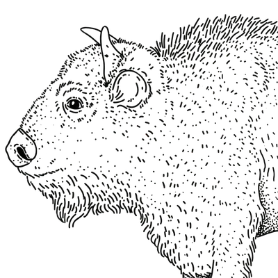 Troskliwy Żubr — bestseller kawa specialty CRAFTBE z Podlasia