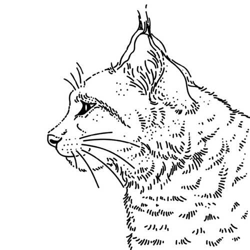 Ilustracja Zgrabny Ryś